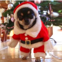 Doggie " Santa Suit" Costume 