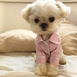 Cotton Doggie Pajamas in Black or Pink 