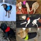 Waterproof Doggie Vest in 4 colors 